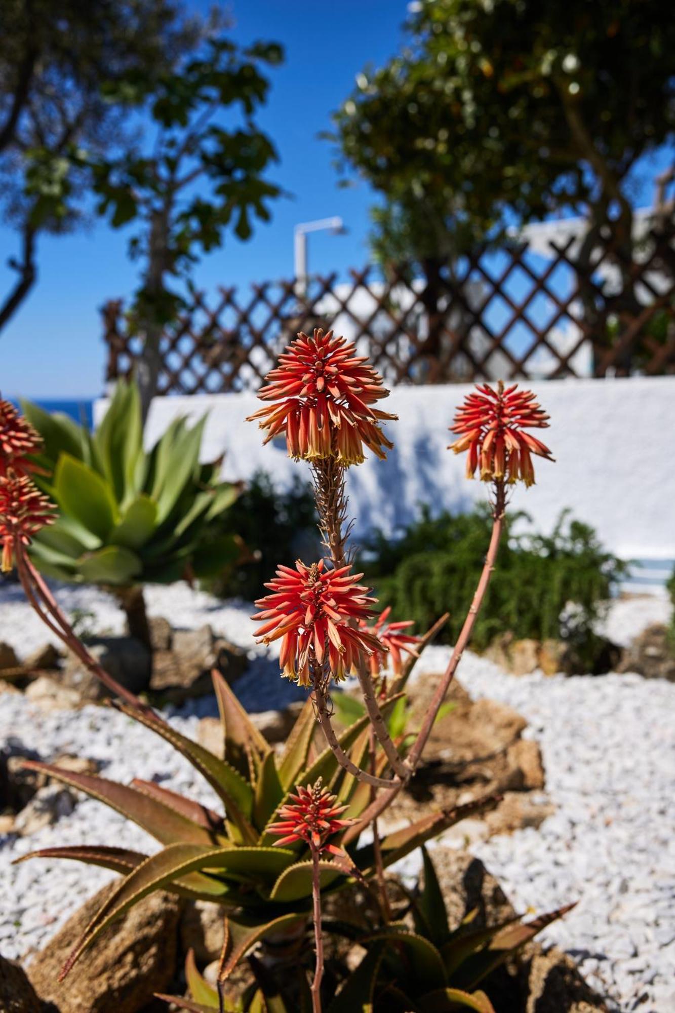 Sand Lily Villa Mykonos Mykonos Town Экстерьер фото